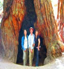 Muir Woods Tour